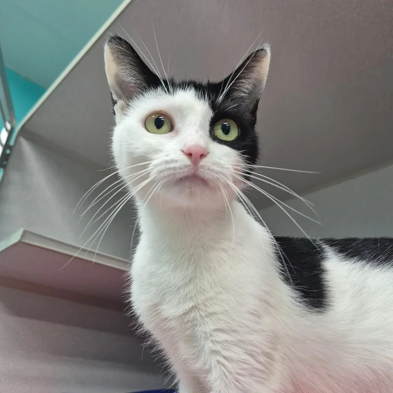 A young medium-sized female Black Domestic Short Hair cat named Maya for adoption in Newark, NJ