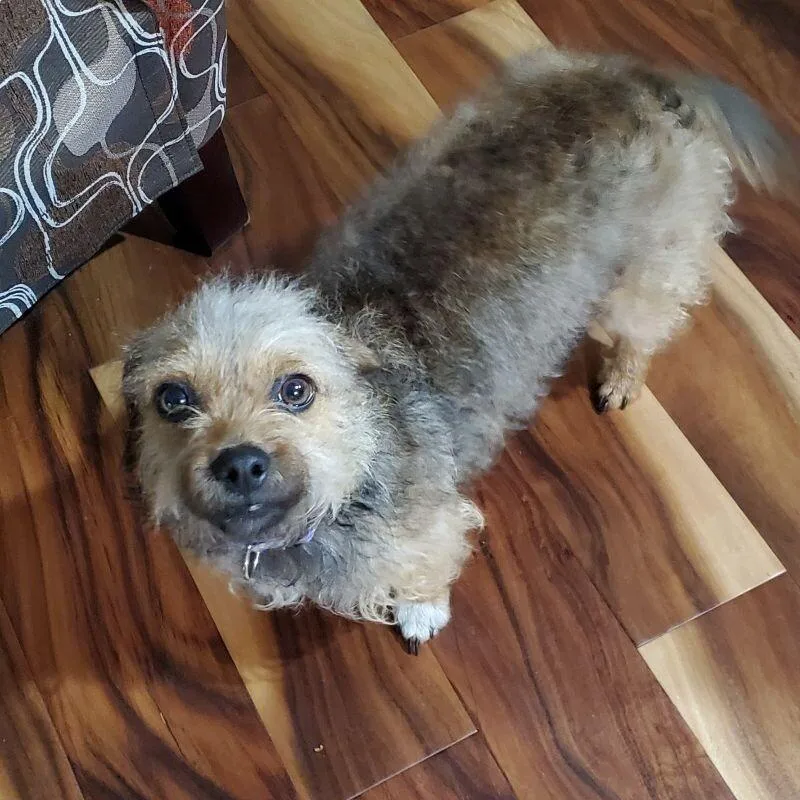 An adult small-sized female Black Yorkshire Terrier dog named Joy for adoption in Alma, WI