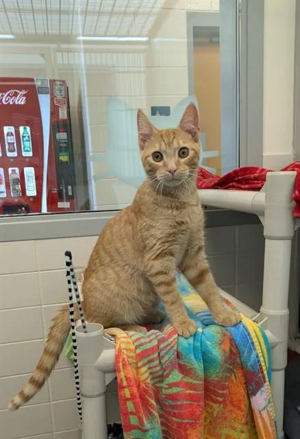 A young medium-sized male Domestic Short Hair cat named Orange Juice for adoption in Leesburg, VA