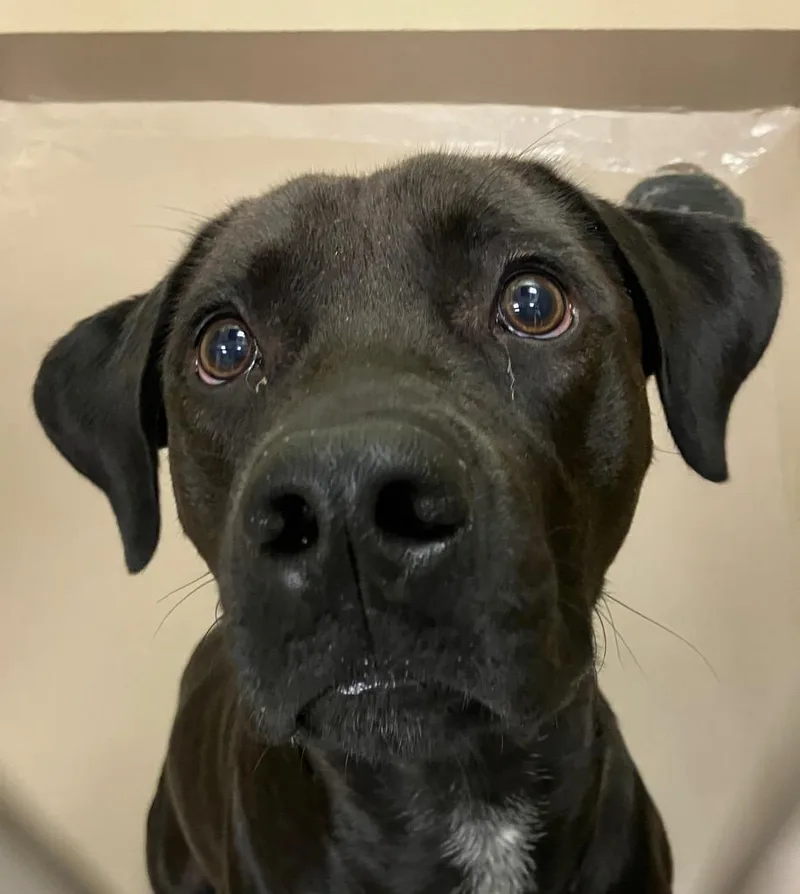 A young medium-sized male Labrador Retriever dog named Block for adoption in Christiansburg, VA