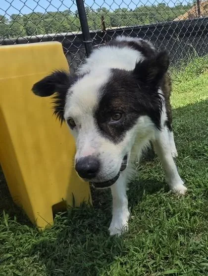An adult medium-sized male Border Collie dog named Mowgli for adoption in Conway, SC