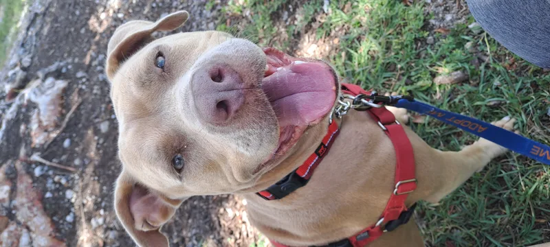 An adult large-sized female Yellow / Tan / Blond / Fawn American Staffordshire Terrier dog named Ambrosia for adoption in Miami, FL