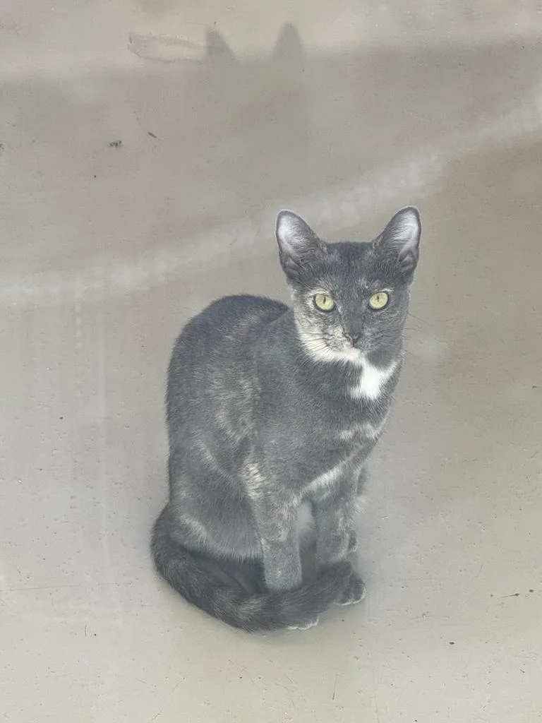 A young small-sized female Domestic Short Hair cat named Holiday for adoption in Saint Paul, MN