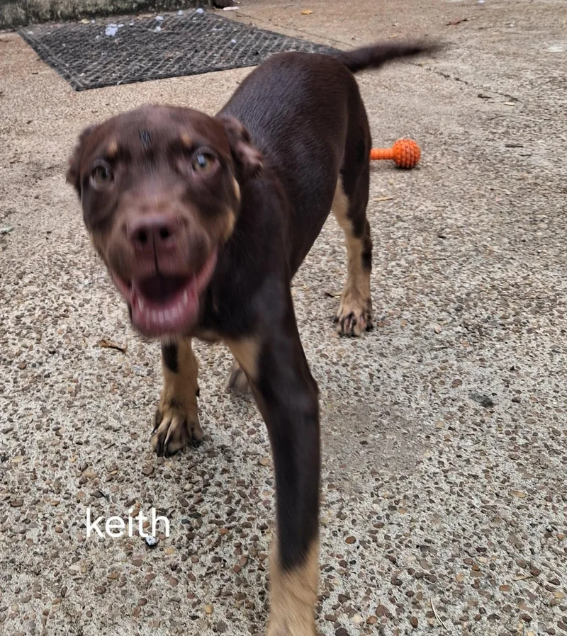 A young medium-sized male Doberman Pinscher dog named Keith for adoption in Memphis, TN