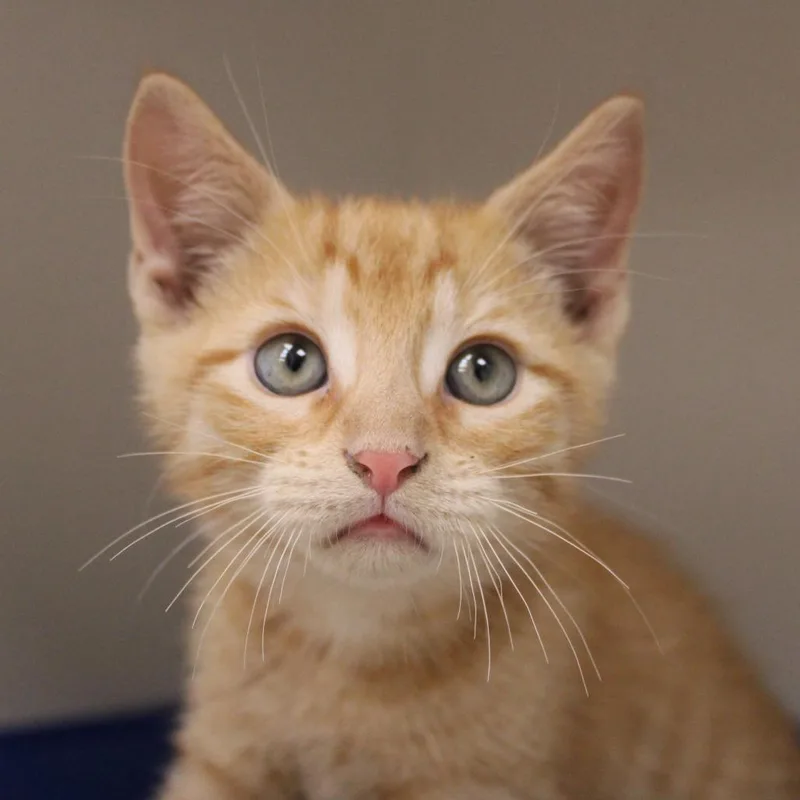 A baby small-sized male Orange / Red Domestic Short Hair cat named Pizza for adoption in Champaign, IL