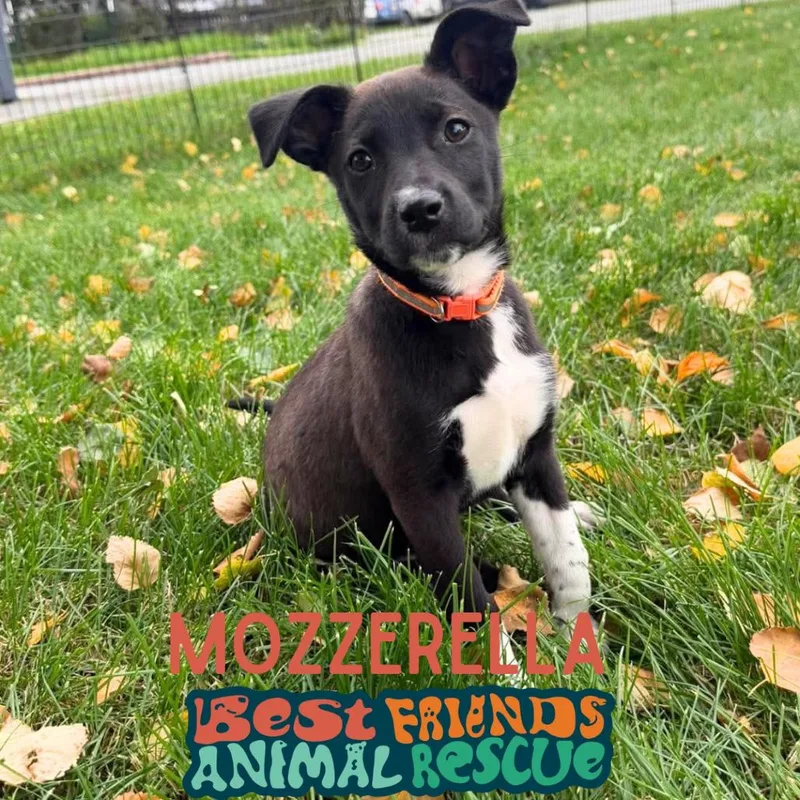A baby small-sized female Black Border Collie dog named Mozzarella for adoption in Wasilla, AK