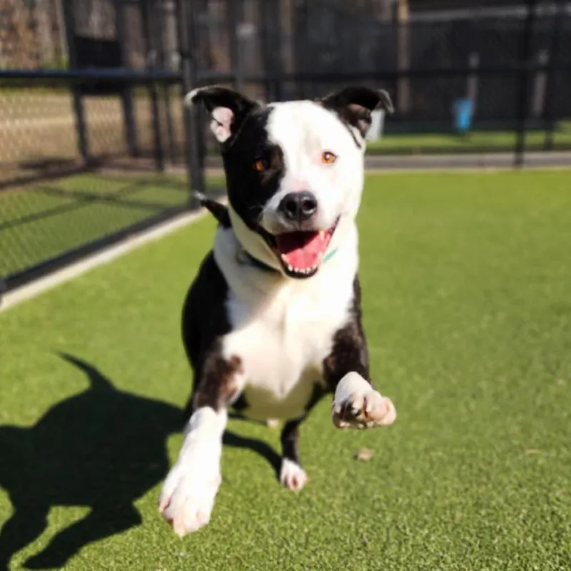 An adult large-sized male White / Cream Mixed Breed dog named Domino for adoption in Greensboro, NC