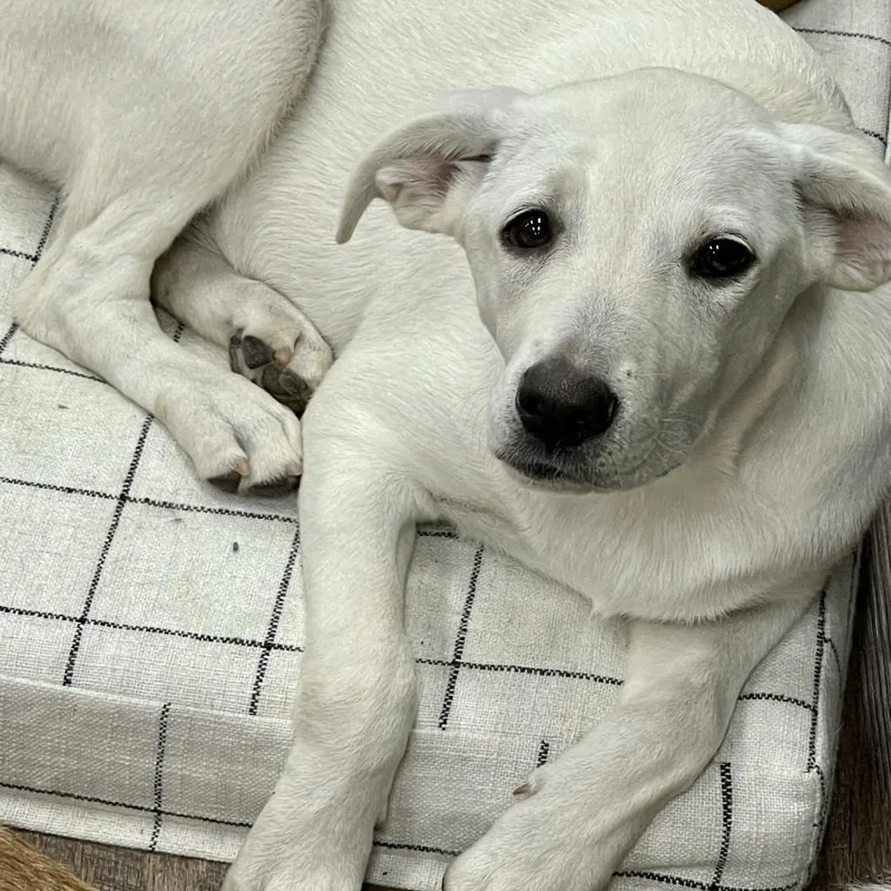 Valentine thumbnail 2