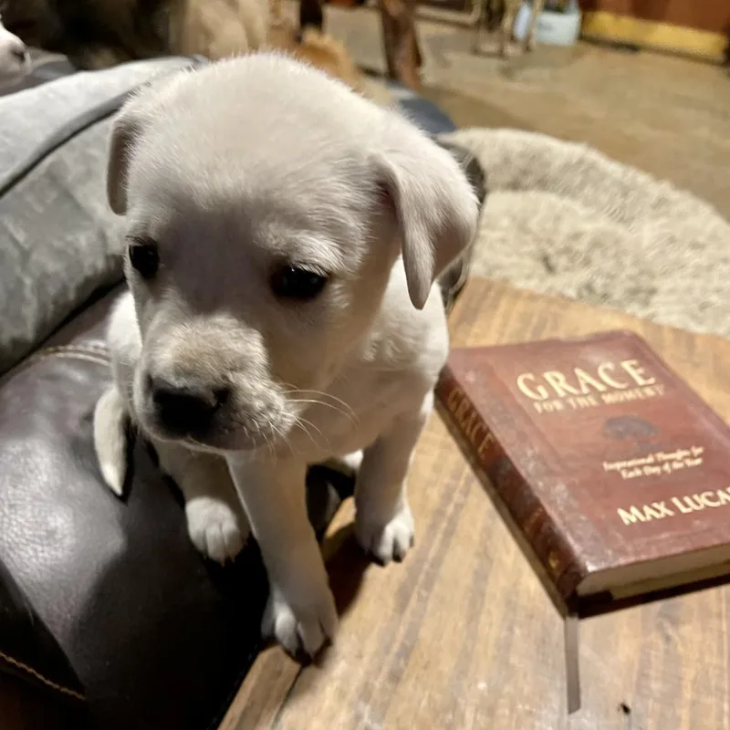 Valentine thumbnail 3