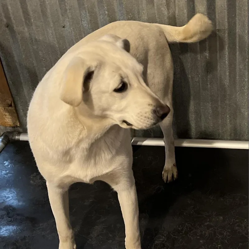 Valentine thumbnail 4