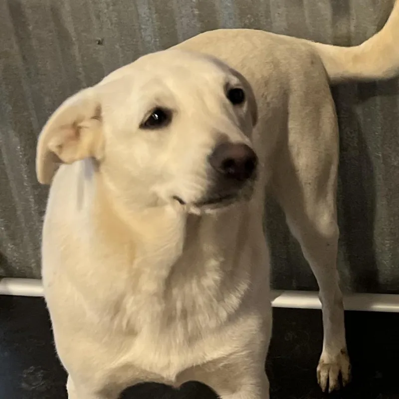 Valentine thumbnail 5