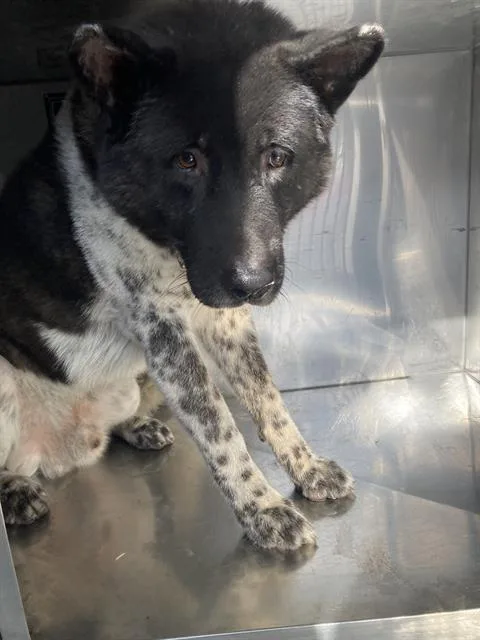 An adult large-sized male Akita dog named Twister for adoption in Dallas, TX