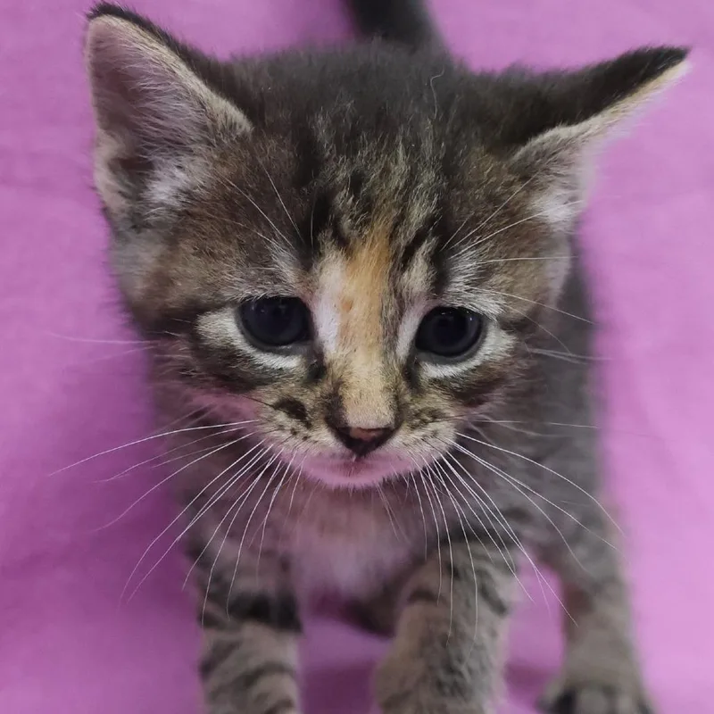 A baby small-sized female Tortoiseshell Domestic Short Hair cat named Amethyst Quartz C for adoption in Princeton, MN