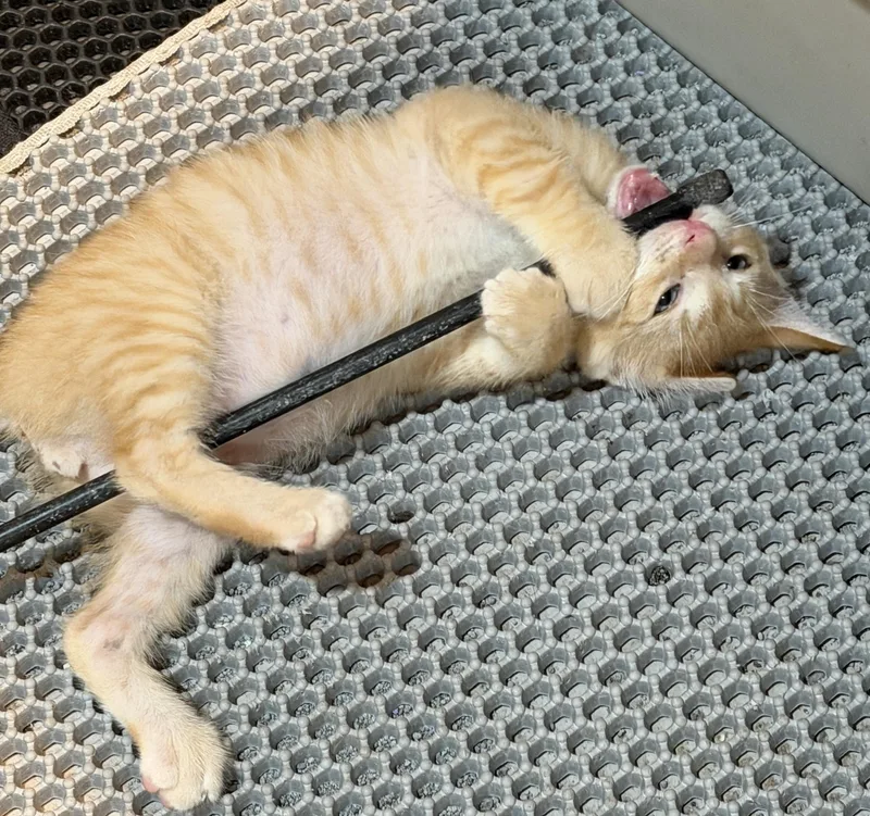A baby medium-sized male Tabby (Orange / Red) Domestic Short Hair cat named Oslo for adoption in East Hanover, NJ