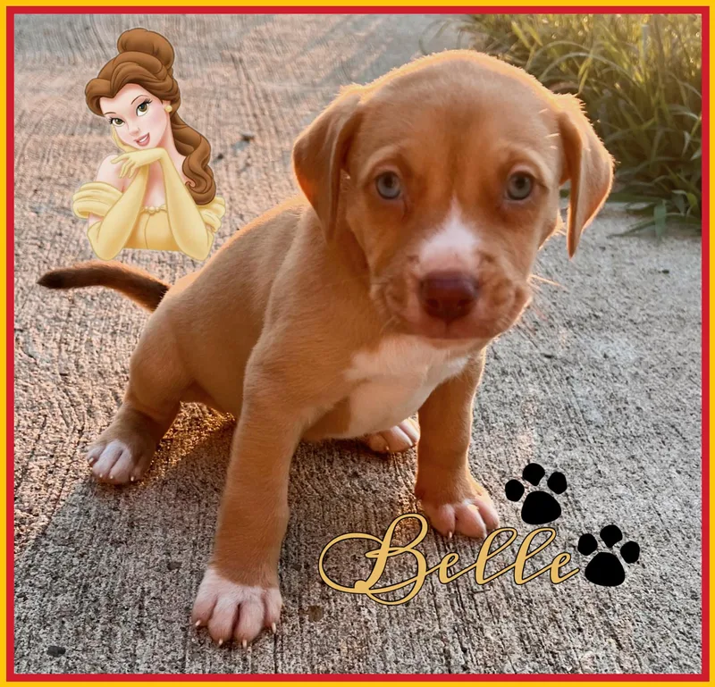Belle