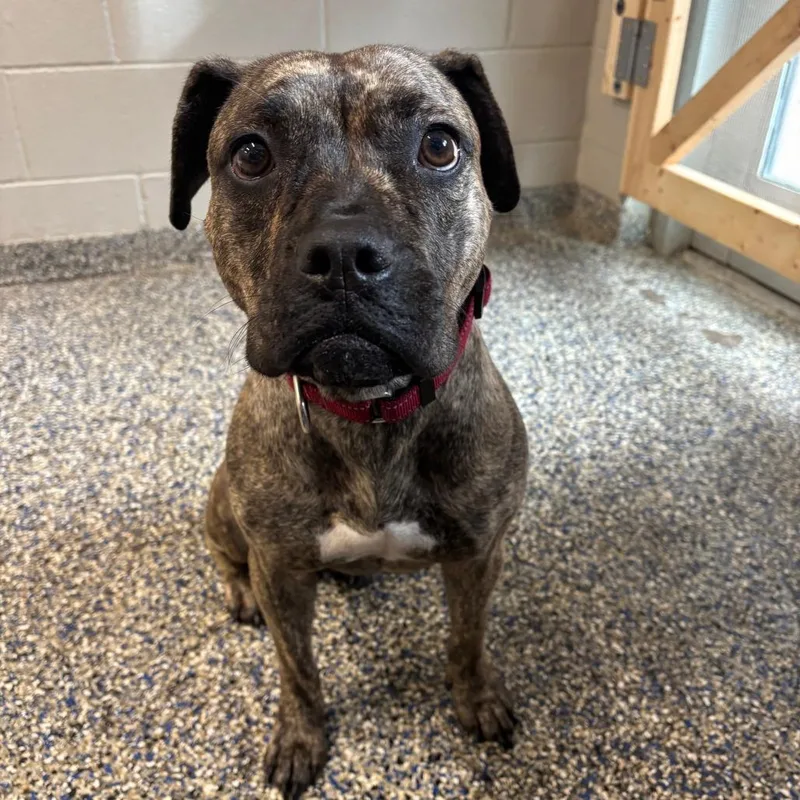 An adult medium-sized female Brindle Mixed Breed dog named Mabel for adoption in Fairport, NY