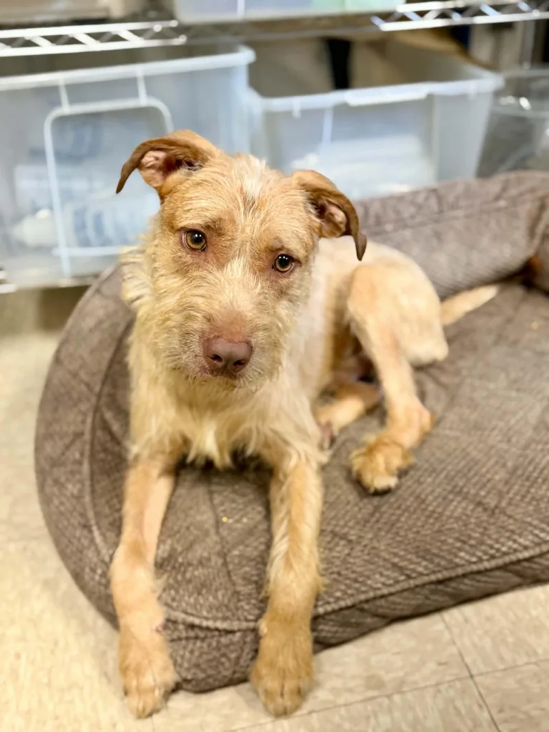 An adult medium-sized male Red / Chestnut / Orange Terrier dog named Yeti for adoption in Port Washington, NY
