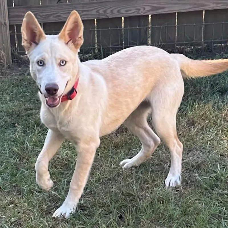 A baby medium-sized female Shepherd dog named Zuri for adoption in Meridian, MS
