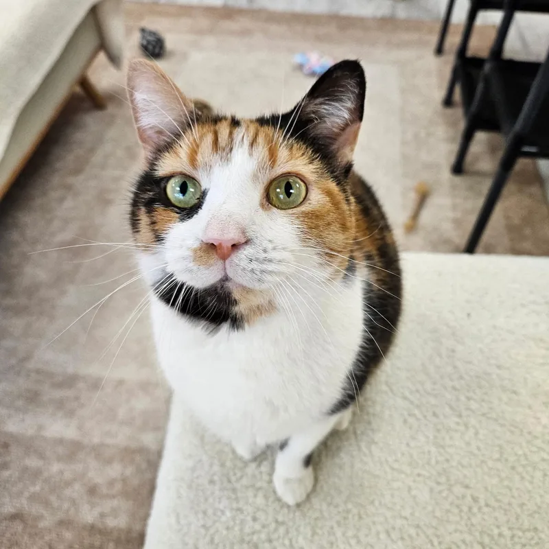 An adult medium-sized female Calico cat named Cliff for adoption in Altoona, PA