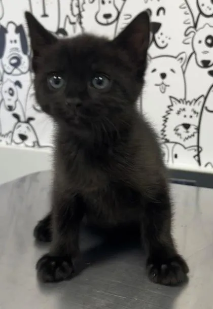 A young small-sized male Domestic Short Hair cat named B Archie for adoption in North Charleston, SC