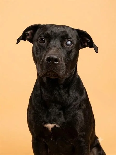 A young large-sized male Mixed Breed dog named Todoroki for adoption in Jacksonville, FL