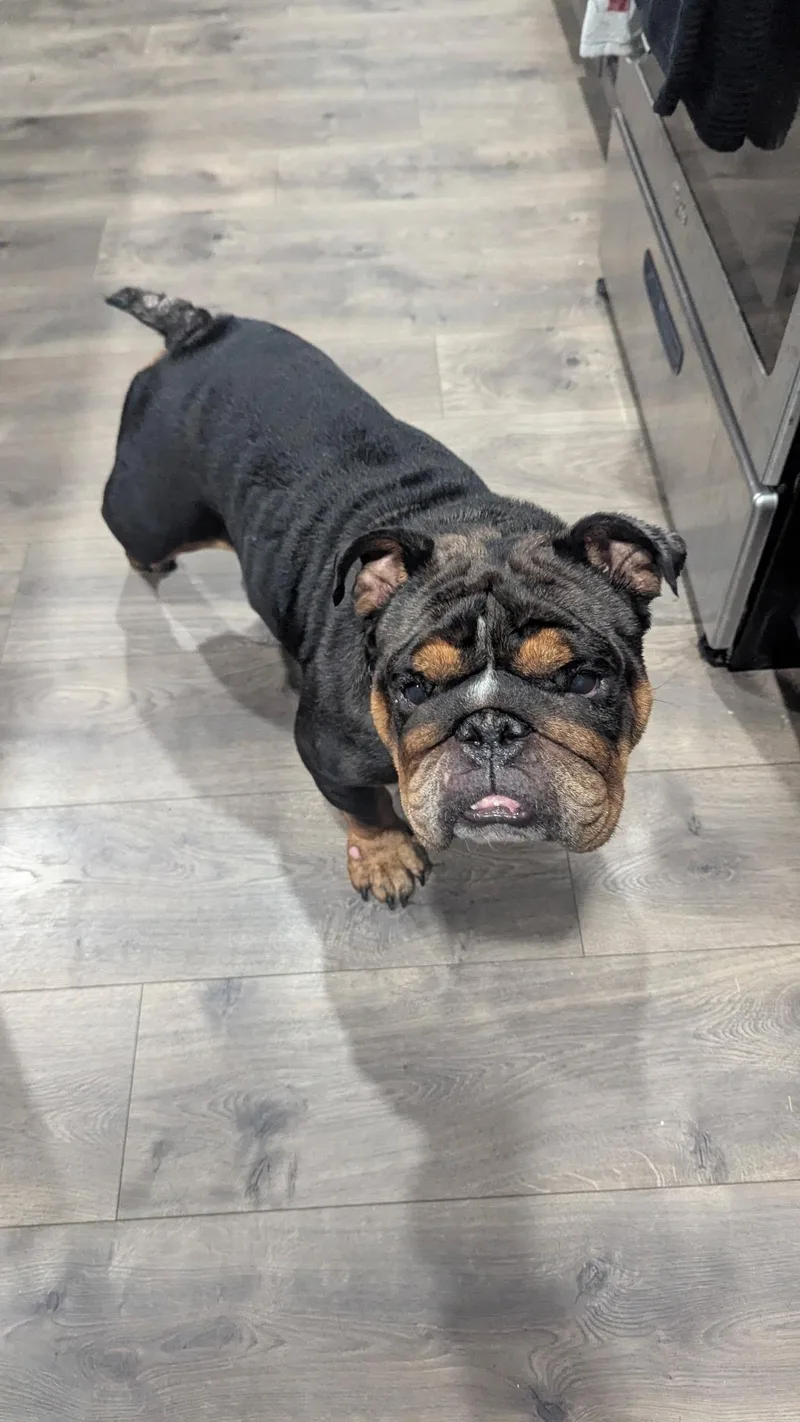 An adult medium-sized female Bulldog dog named Cupcake for adoption in San Antonio, TX
