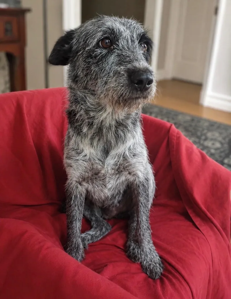 A young medium-sized female Bicolor Bluetick Coonhound dog named Sayuri for adoption in Houston, TX