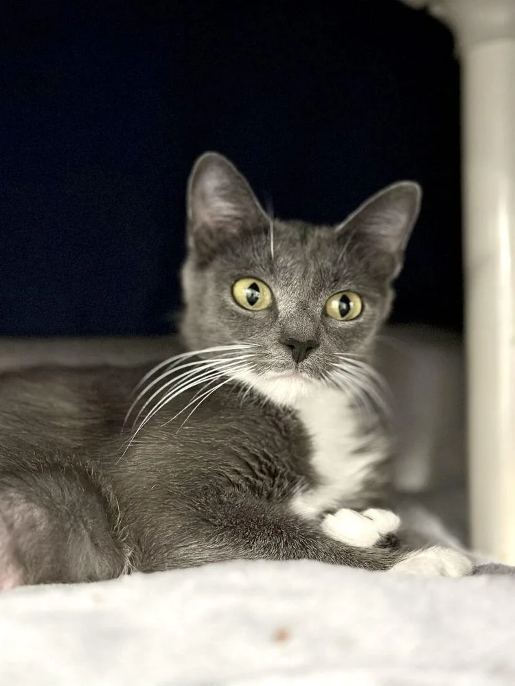 An adult small-sized female Gray / Blue / Silver Domestic Short Hair cat named Maryland for adoption in Alexandria, VA