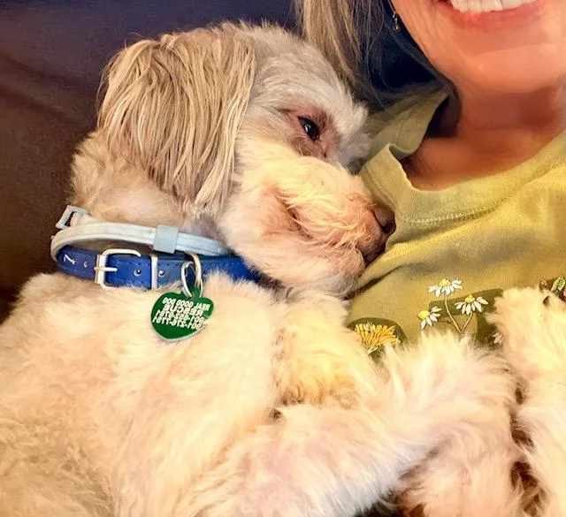 An adult small-sized male White / Cream Poodle dog named Presley for adoption in Memphis, TN