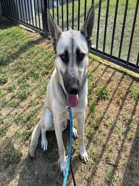 A young large-sized male German Shepherd Dog dog named Bastian for adoption in Riverside, CA