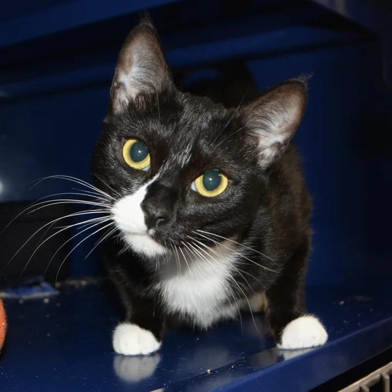 A young medium-sized female Black Domestic Short Hair cat named Tammy for adoption in Los Angeles, CA