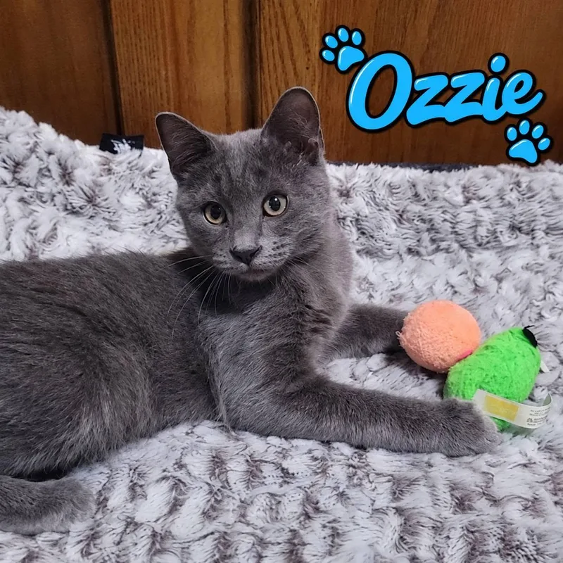 A baby medium-sized male Gray / Blue / Silver Domestic Short Hair cat named Ozzy for adoption in Queen Creek, AZ
