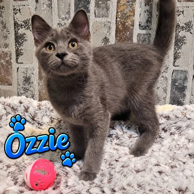 Ozzy thumbnail 2
