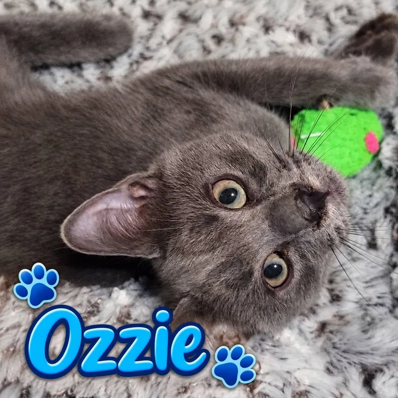 Ozzy thumbnail 3