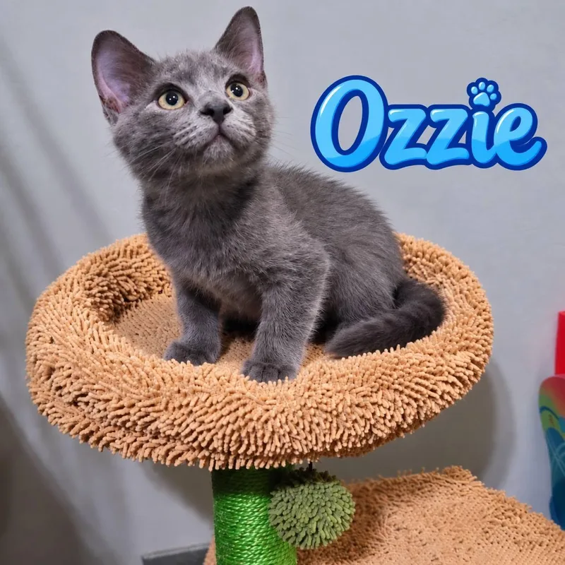 Ozzy thumbnail 4