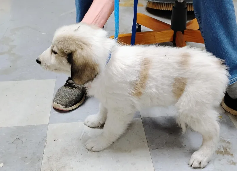 A baby large-sized female Great Pyrenees dog named Bianca for adoption in Sulphur, OK