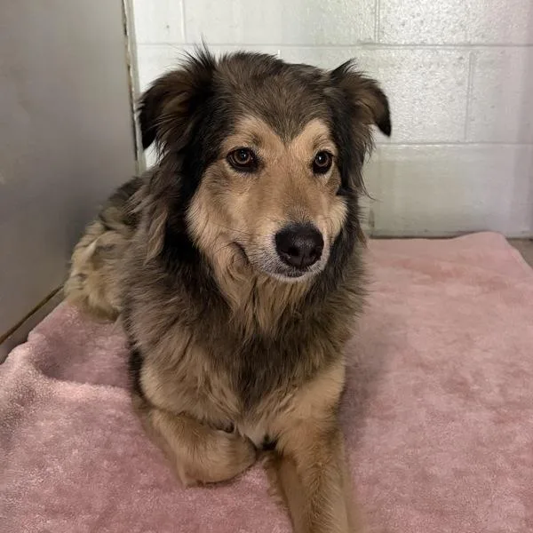 An adult medium-sized female Shepherd dog named Trixie for adoption in Des Moines, IA