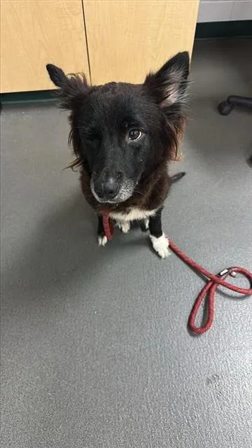 An adult medium-sized female Border Collie dog named Shelly for adoption in Corpus Christi, TX