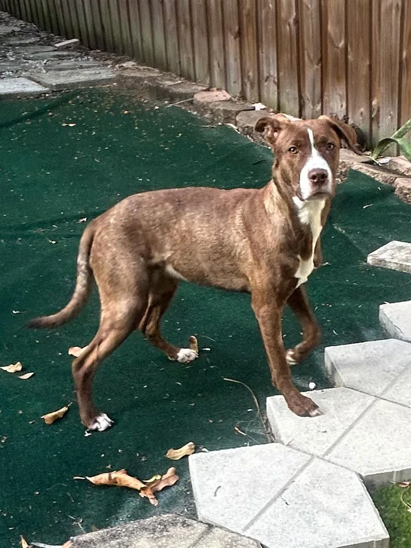 A young medium-sized female Border Collie dog named Garnett for adoption in Lake Worth, FL