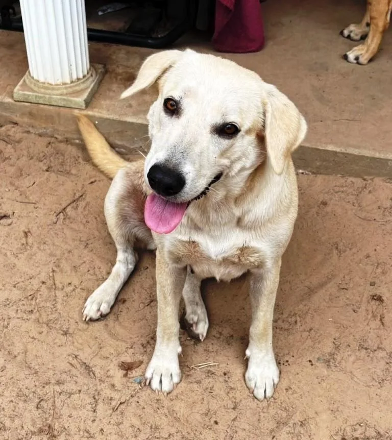 A young medium-sized female Yellow Labrador Retriever dog named Young Yellow Lab Urgent for adoption in Carrollton, TX