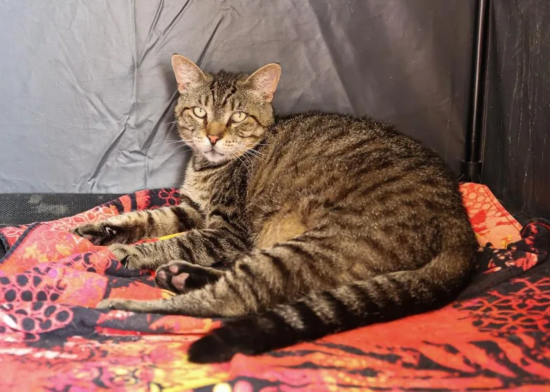 An adult large-sized male Tabby (Brown / Chocolate) Tabby cat named Martin for adoption in Mira Loma, CA