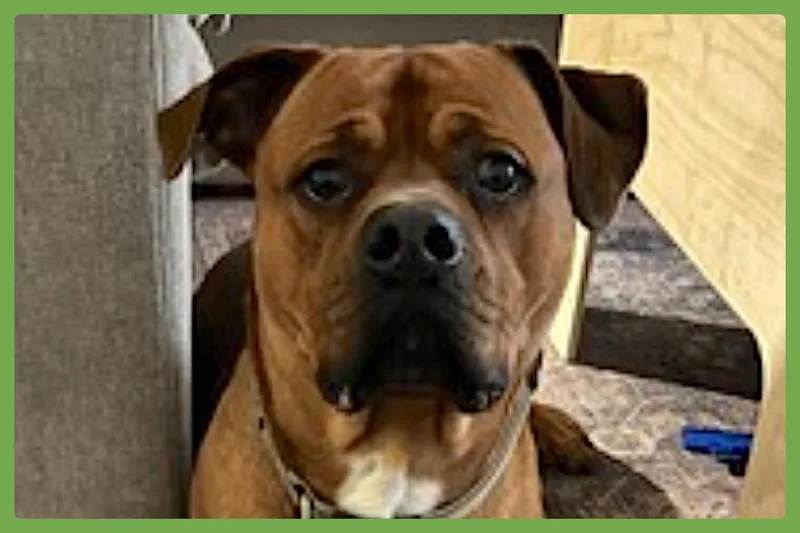 An adult extra large-sized male Golden Rottweiler dog named Buck for adoption in Amherst, MA