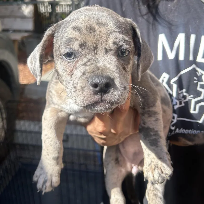A baby small-sized female Gray / Blue / Silver French Bulldog dog named Tide for adoption in Point Richmond, CA