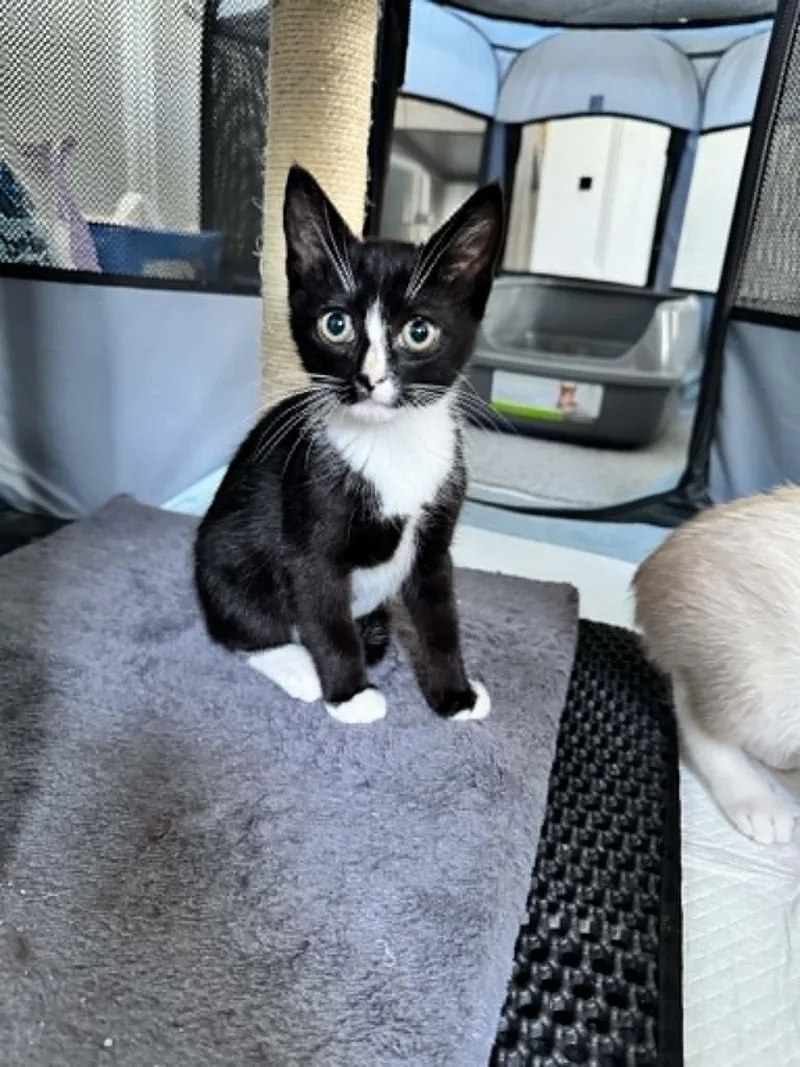 A baby medium-sized male Black & White / Tuxedo Domestic Short Hair cat named Sven for adoption in Wading River, NY