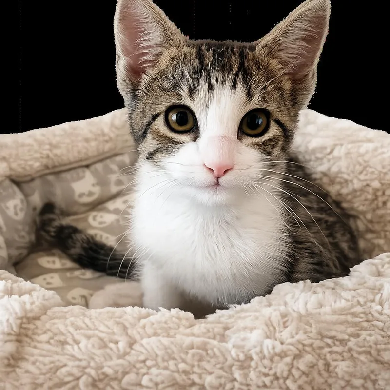 A baby small-sized female Brown / Chocolate Domestic Short Hair cat named Millie for adoption in Bel Air, MD