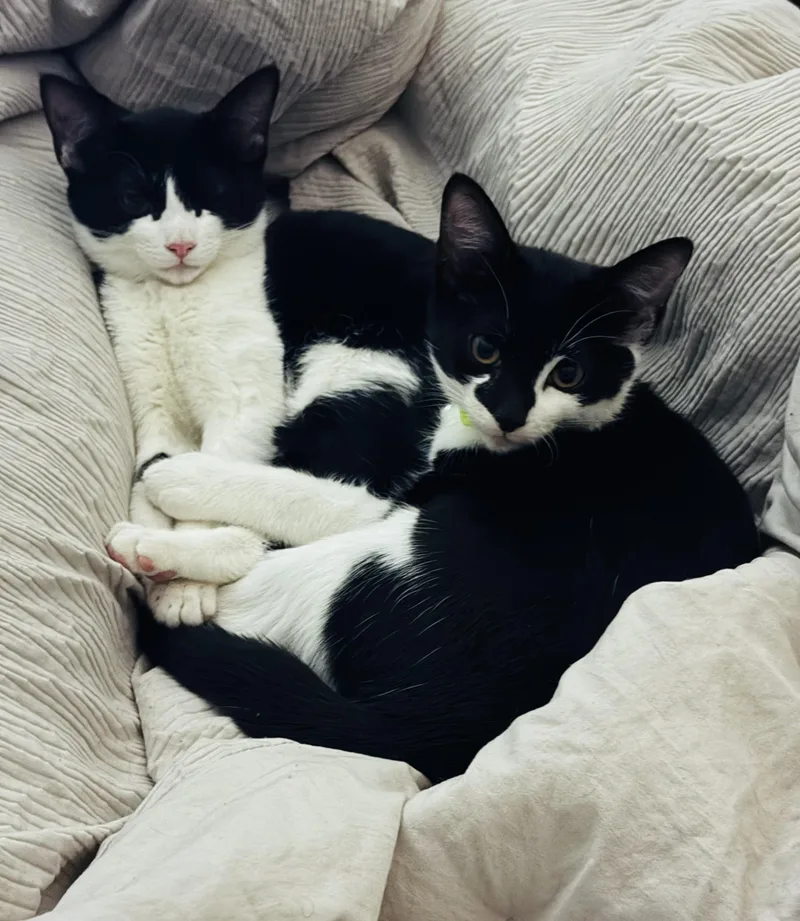 A young small-sized male Black & White / Tuxedo American Shorthair cat named Ace And Leona Oreo for adoption in South Richmond, NY