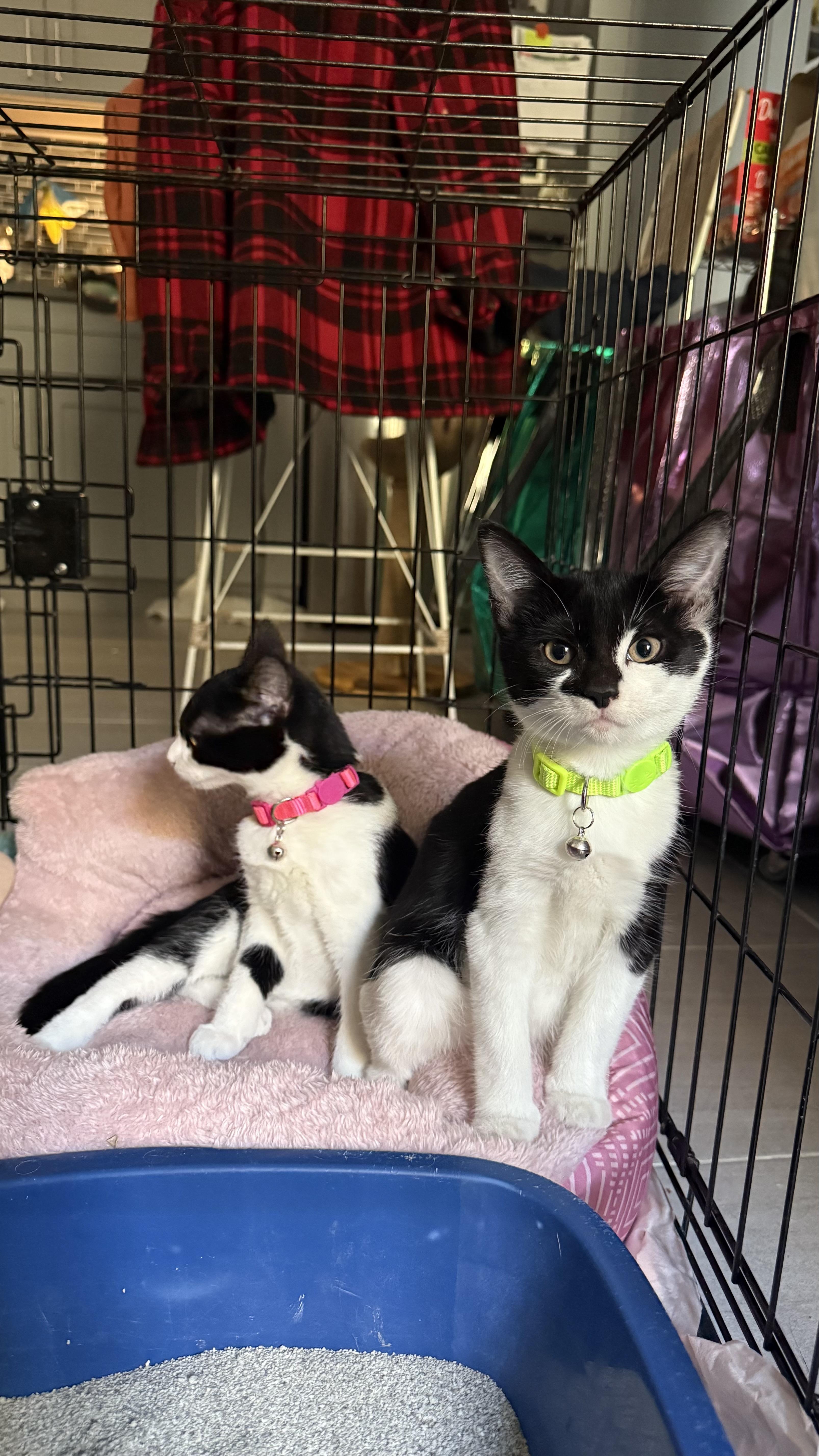 Ace And Leona Oreo thumbnail 3