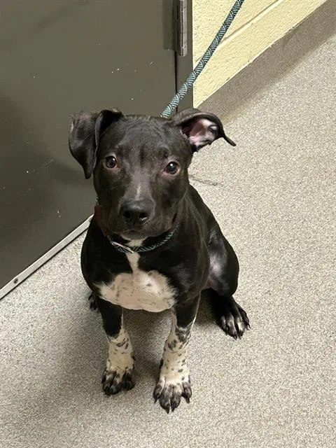 A baby small-sized female Pit Bull Terrier dog named Vicky for adoption in Denver, CO