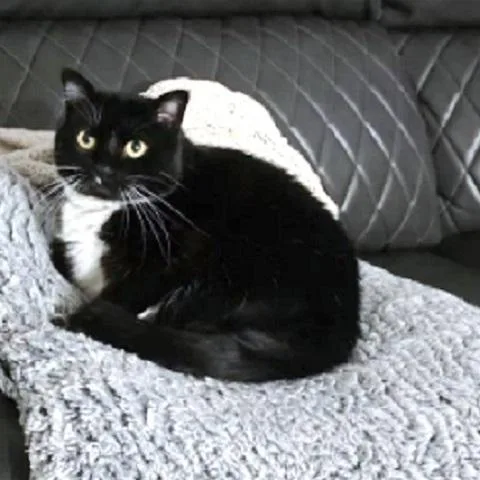 Oreo And Milo thumbnail 2