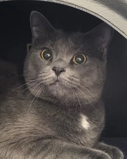 A young medium-sized female Domestic Short Hair cat named Lela for adoption in Fishers, IN